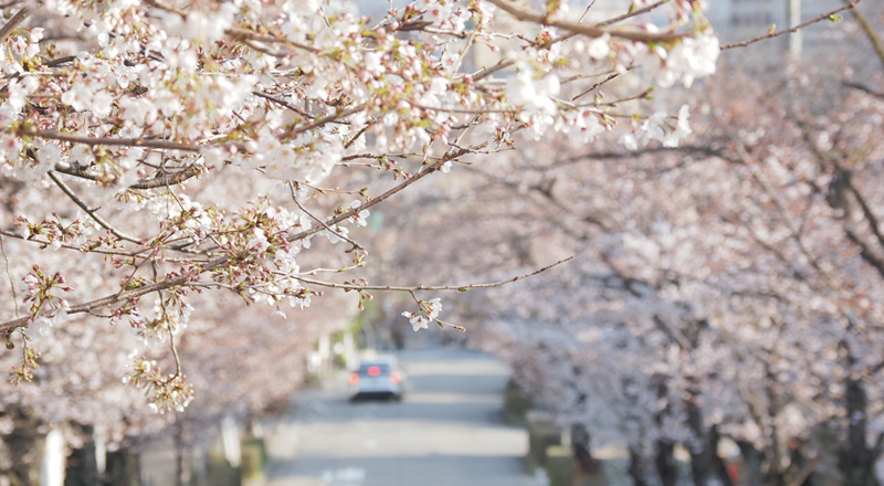 バイクで楽しむ🌸お花見ライディングスポット